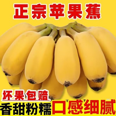 正宗广西苹果蕉粉香蕉新鲜9斤当季整箱水果甜芭蕉圆香焦banana图3
