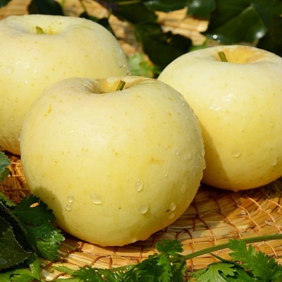 烟台黄金奶油富士苹果糖心当季整箱山东栖霞白苹果礼品盒一件代发 1盒图3