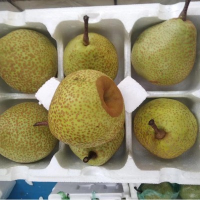 莱阳照旺庄莱阳梨子贡梨芦儿港山东特产新鲜水果5斤山东莱阳慈梨  1件