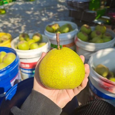 莱阳照旺庄莱阳梨子贡梨芦儿港山东特产新鲜水果5斤山东莱阳慈梨  1件图2