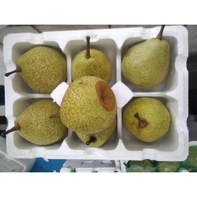 莱阳照旺庄莱阳梨子贡梨芦儿港山东特产新鲜水果5斤山东莱阳慈梨  1件图5