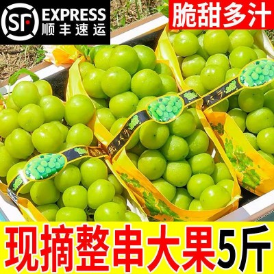 阳光玫瑰葡萄新鲜水果晴王提子青提大果整串国产整箱批发 5件