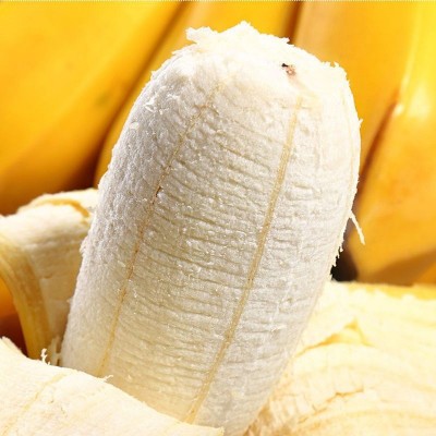 【严选】广西苹果蕉粉蕉新鲜香蕉当季新鲜水果现摘产地直发批发 1箱