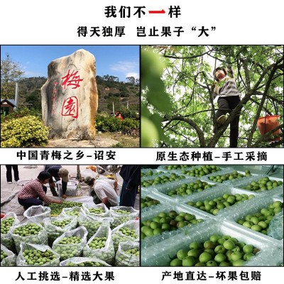 云南高山新鲜胭脂梅青梅鲜果胭脂红梅泡酒酵素梅注重外观慎重下单 1件图3