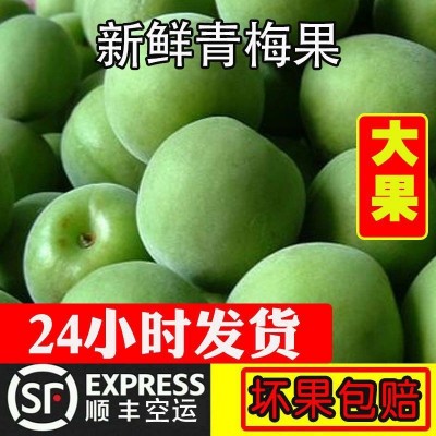 云南高山新鲜胭脂梅青梅鲜果胭脂红梅泡酒酵素梅注重外观慎重下单 1件