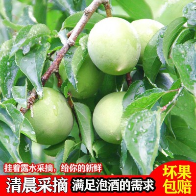 云南高山新鲜胭脂梅青梅鲜果胭脂红梅泡酒酵素梅注重外观慎重下单 1件图2