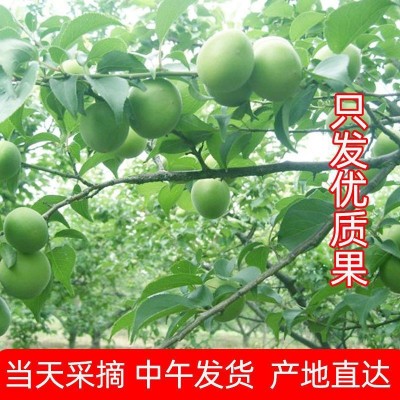 云南高山新鲜胭脂梅青梅鲜果胭脂红梅泡酒酵素梅注重外观慎重下单 1件图5