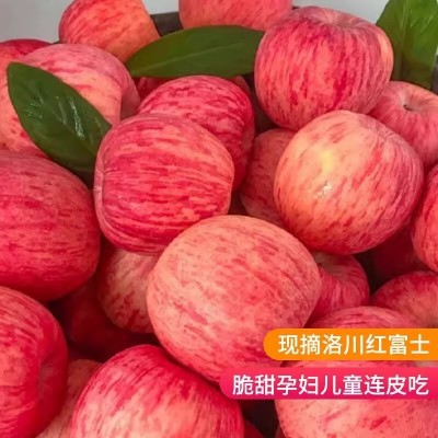 红富士正宗陕西洛川苹果水果新鲜当季整箱红富士冰糖心一级脆甜 100箱图5