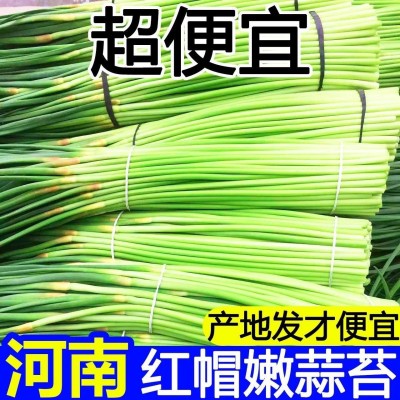 【源头产地】2025新鲜蒜苔嫩蒜苔新鲜蔬菜嫩蒜苗鲜红帽蒜苔鲜蒜苔 100件