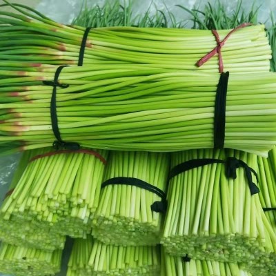 【源头产地】2025新鲜蒜苔嫩蒜苔新鲜蔬菜嫩蒜苗鲜红帽蒜苔鲜蒜苔 100件图4