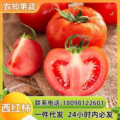 一件代发商超沙瓤西红柿5斤装普罗旺斯自然熟柿子蔬菜水果红番茄 1斤