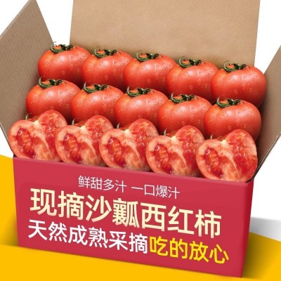 一件代发商超沙瓤西红柿5斤装普罗旺斯自然熟柿子蔬菜水果红番茄 1斤图2