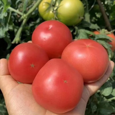 四川高原沙瓤西红柿水果番茄新鲜蔬菜自然熟可生吃放心菜批发代发 1箱