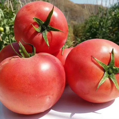 四川高原沙瓤西红柿水果番茄新鲜蔬菜自然熟可生吃放心菜批发代发 1箱图2