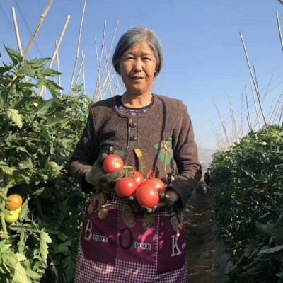 四川沙瓤番茄普罗旺斯水果西红柿新鲜蔬菜高山种植自然熟可生吃 1件