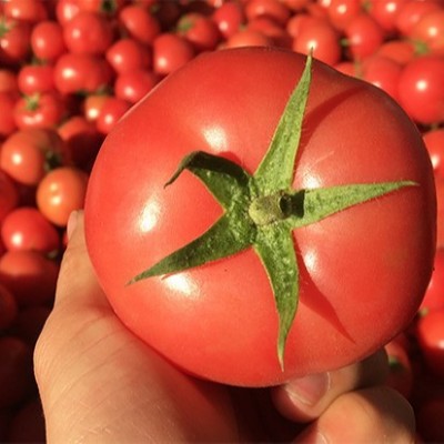 四川沙瓤番茄普罗旺斯水果西红柿新鲜蔬菜高山种植自然熟可生吃 1件图2