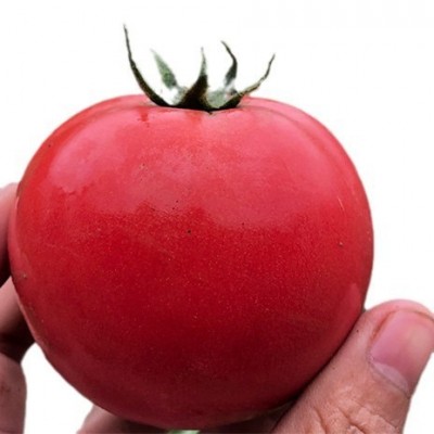 四川沙瓤番茄普罗旺斯水果西红柿新鲜蔬菜高山种植自然熟可生吃 1件图4