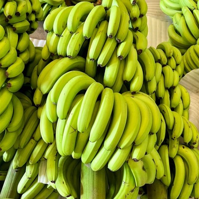【当季西双版纳威廉斯香蕉】软糯香甜现砍现发9斤新鲜水果代发图4