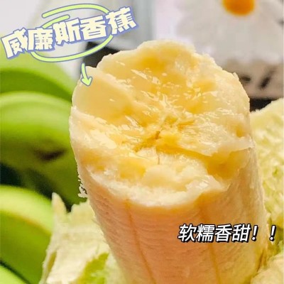 【当季西双版纳威廉斯香蕉】软糯香甜现砍现发9斤新鲜水果代发图2