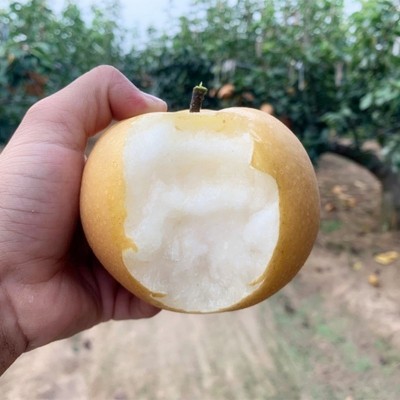 【山东网红秋月梨蜜梨】王牌级别酥梨爆汁细腻5斤新鲜水果代发图2
