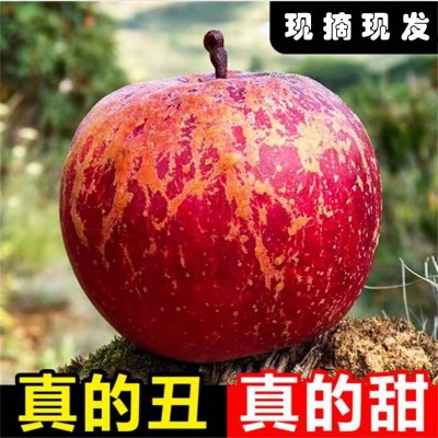 【云南昭通丑苹果糖心苹果】脆甜多汁非红露苹果9斤新鲜水果代发