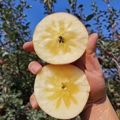 【云南昭通丑苹果糖心苹果】脆甜多汁非红露苹果9斤新鲜水果代发图3