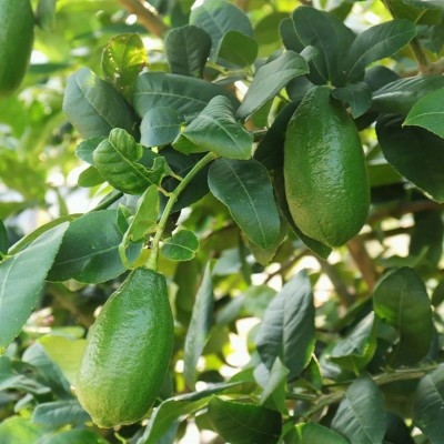 【子弹头无籽香水青柠檬】手打柠檬茶皮薄多汁非安岳新鲜水果代发图4