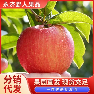 红富士苹果脆甜爽口多汁果园现摘当季新鲜大苹果10斤装产地直发