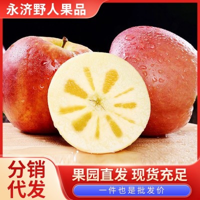 山西红富士苹果10斤装应季新鲜水果糖心脆甜多汁果园现摘整箱直发