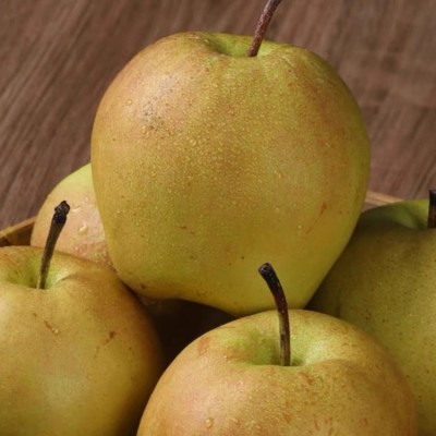 山西玉露香梨水果果园直发10斤整箱批发现摘脆甜应季酥梨图3