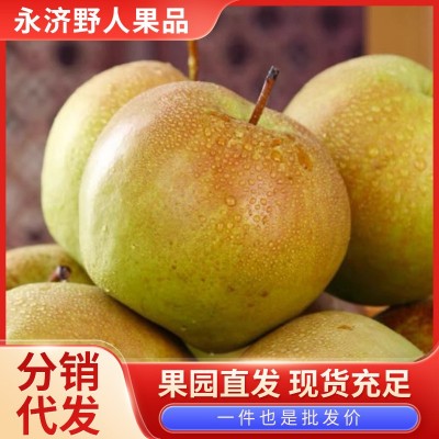 正宗山西玉露香梨新鲜水果当季果园现摘香梨雪梨香甜可口整 箱批发