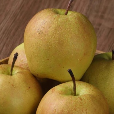 正宗山西玉露香梨新鲜水果当季果园现摘香梨雪梨香甜可口整 箱批发图2