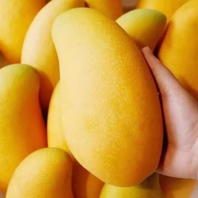 海南金煌芒新鲜水仙芒果斤装整箱薄皮当季孕妇水果果园直发包邮