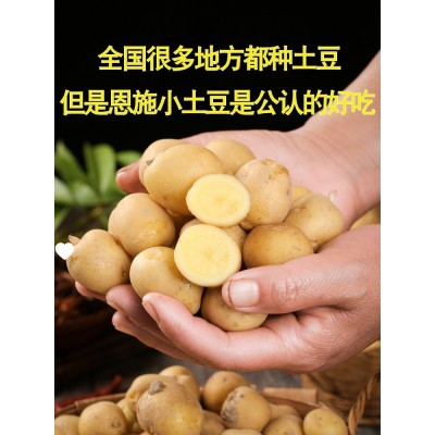 湖北热卖迷你小土豆土豆马铃薯黄心斤蔬菜整箱当季现挖10恩施新鲜图2