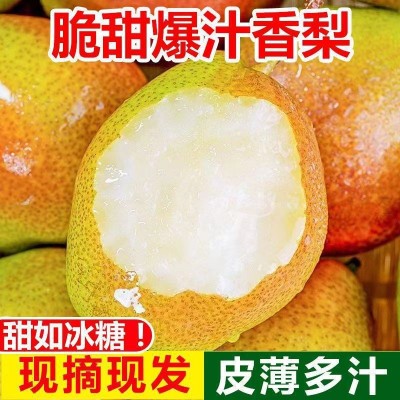 新疆库尔勒香梨香梨源自新疆新鲜水果梨子3/5/10斤脆甜青皮薄图3