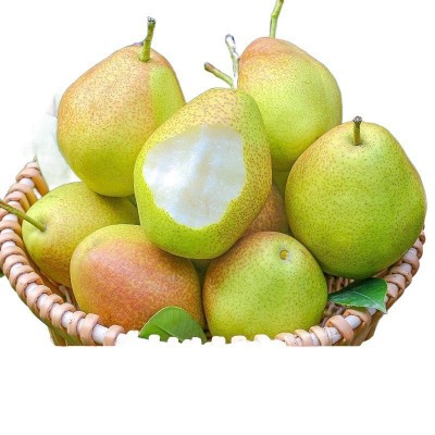 新疆库尔勒香梨香梨源自新疆新鲜水果梨子3/5/10斤脆甜青皮薄图5