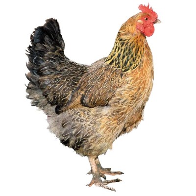 280天广东清远阳山脆皮鸡 脆皮老母鸡 280天脆皮清远鸡胡须河田鸡 3只