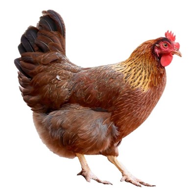 280天广东清远阳山脆皮鸡 脆皮老母鸡 280天脆皮清远鸡胡须河田鸡 3只图5