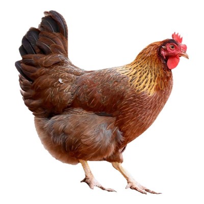 138清远鸡正宗广东清远鸡源头直供清远原产地走地鸡清远土鸡母鸡 3只图5