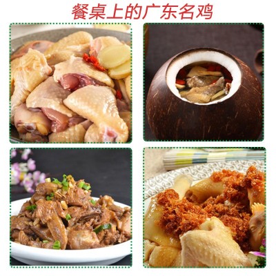 138清远鸡正宗广东清远鸡源头直供清远原产地走地鸡清远土鸡母鸡 3只图4