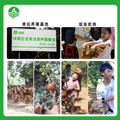 138清远鸡正宗广东清远鸡源头直供清远原产地走地鸡清远土鸡母鸡 3只图3
