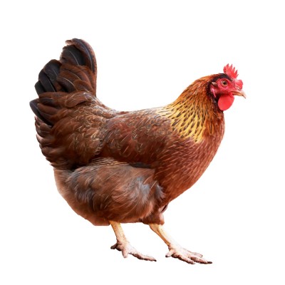 【绿肴乐】广东清远鸡农家散养210天土鸡老生整鸡老母白切走地鸡 1只图4