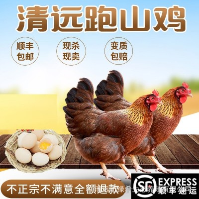 【绿肴乐】广东清远鸡农家散养210天土鸡老生整鸡老母白切走地鸡 1只