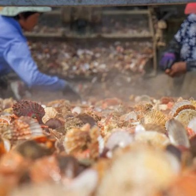 特大号扇贝肉新鲜速冻带黄无冰衣海鲜鲜活冷冻野生真空包装250g 5斤图5