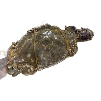 【超6千回头客】【好品质】舟山野生梭子蟹鲜活新鲜冷冻超大海螃 1斤图4