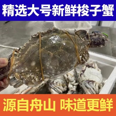 【超6千回头客】【好品质】舟山野生梭子蟹鲜活新鲜冷冻超大海螃 1斤图3