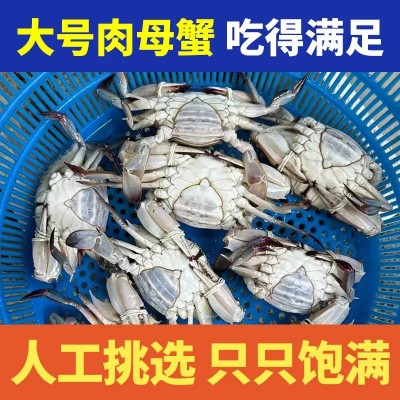 【超6千回头客】【好品质】舟山野生梭子蟹鲜活新鲜冷冻超大海螃 1斤图2