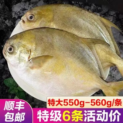 【特价中】野生金鲳鱼特大金昌鱼1斤以上平鱼海昌白鲳鱼顺丰包邮 6条图2