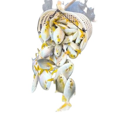 【特价中】野生金鲳鱼特大金昌鱼1斤以上平鱼海昌白鲳鱼顺丰包邮 6条图5