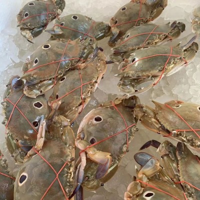 野生三点蟹鲜活冷冻梭子蟹三目蟹新鲜黄膏蟹三眼蟹海鲜水产批发 4斤图2